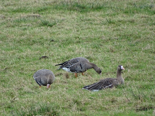 具备极高防 具备极高防